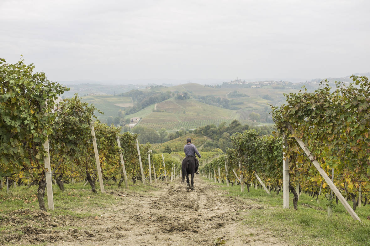 BRA BRA FENIX LANGHE MONFERRATO ROERO